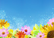 Photo: Summer flowers Summer flowers
