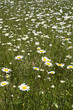 Daisies in meadow