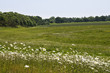 Meadow