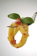Ziti al pomodoro - Primi piatti cucina italiana