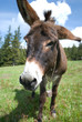 donkey