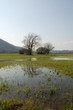 Wetlands Near Planina