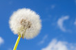 Pusteblume Pusteblume