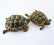 turtles