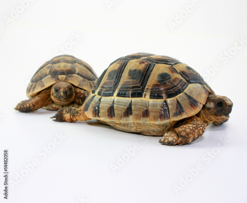 Photo: turtles turtles