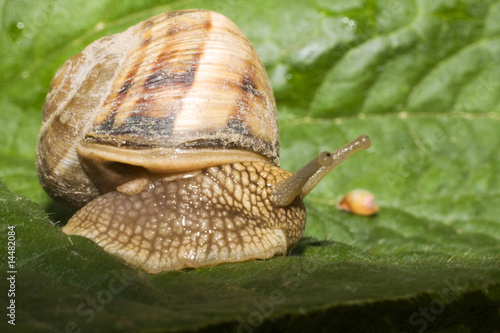 Foto: garden snail garden snail