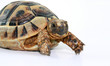 turtles