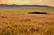 goldenes gras in namibia, sehr selten