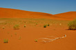 Dead tree, Namib Desert, Namibia