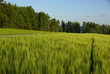 Feld am Waldrand