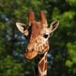 Photo: Giraffe head portrait Giraffe head portrait
