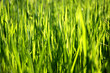 Herbe verte