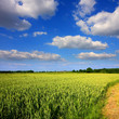 Campagne et ciel bleu