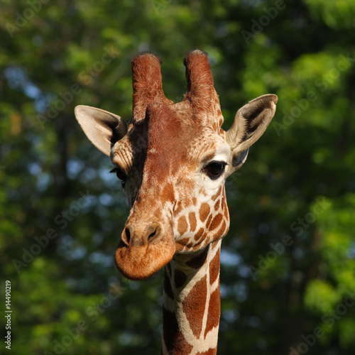 Photo: Giraffe head portrait Giraffe head portrait