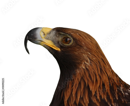 Photo: Eagle head isolated Eagle head isolated