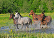 Horses run on water with splashes on a meadow