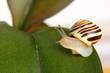 Small grove snail on green leaf