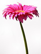 Gerbera