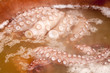 Pulpo a la gallega 2