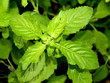Hot basil leaves