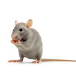 Rat bleu..