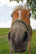 Horse - Pferd