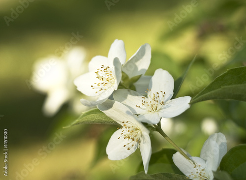 Photo: Jasmine Jasmine