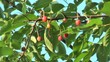 Pianta di amarene