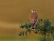 kestrel perched in a tree kestrel perched in a tree