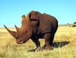 Rhinoceros