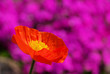 Isländischer Mohn - iceland poppy 03