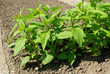 Topinambur Pflanze - Jerusalem artichoke plant 01
