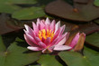 Seerose