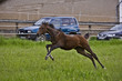 speed