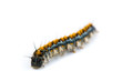 Pacific Tent Caterpillar, Malacosoma constrictum Pacific Tent Caterpillar, Malacosoma constrictum