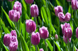 Tulips
