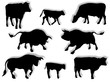 Mucca, toro e vitello in silhouette