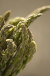 Green Asparagus