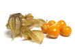 Physalis Physalis