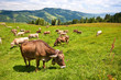 Kuhweide im Allgäu, Bayern