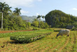 Tobacco plantation in Cuba Tobacco plantation in Cuba