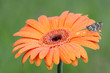 Photo: Butterfly and flower Butterfly and flower