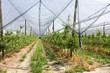 sheltered orchard