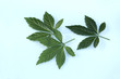 Jiaogulan lat. Gynostemma pentaphyllum