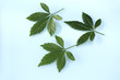 Jiaogulan lat. Gynostemma pentaphyllum