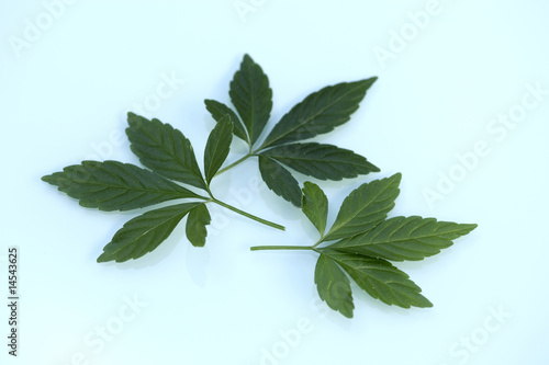 Foto: Jiaogulan lat. Gynostemma pentaphyllum Jiaogulan lat. Gynostemma pentaphyllum