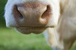 Nez de vache
