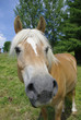 cheval roux 3
