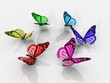 la valse des papillons