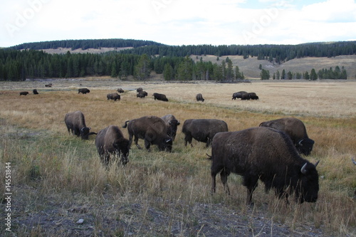Foto: Bisonherde Bisonherde